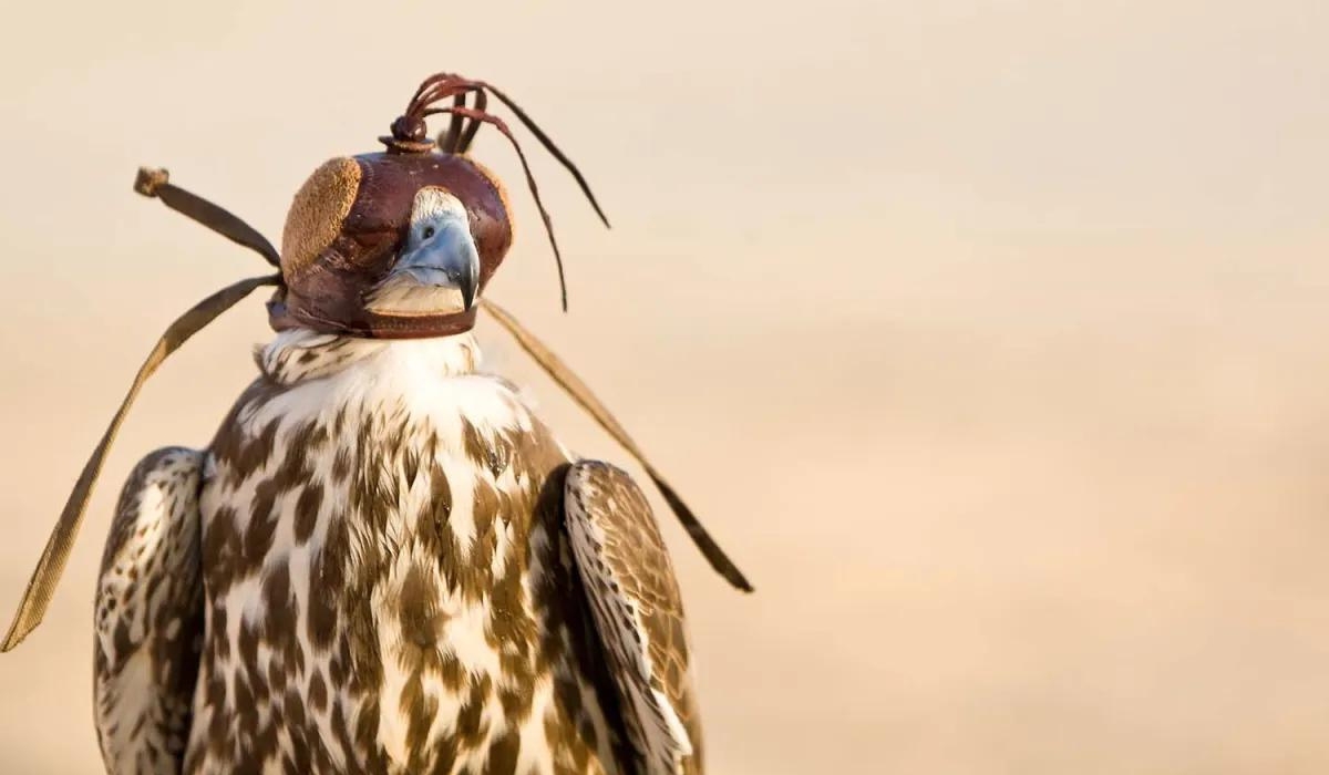 The Ministry seizes undocumented falcons at Hamad International Airport.